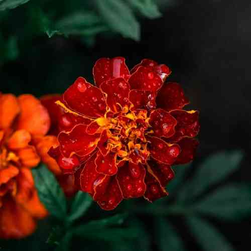 شروین حاجی پور برای حسرت یه زندگیه معمولی